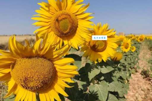 轻如鸿毛的意思你真的懂吗?这个故事不得不看!