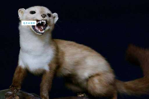 魂不附体打一准确生肖，原来是这个动物！