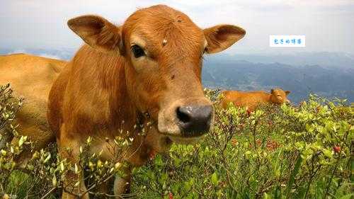 魂不附体打一准确生肖，原来是这个动物！