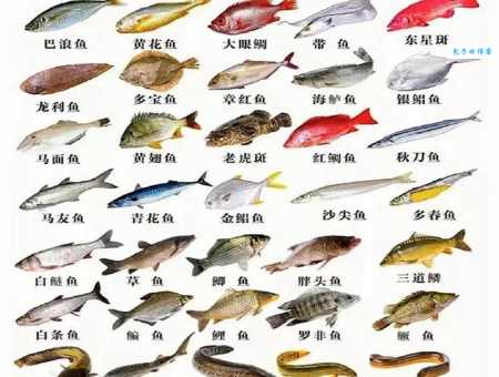 海鱼比淡水鱼更有营养?听听专家是怎么说的!