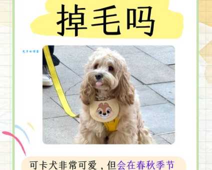 汪星人是什么意思？看完这篇文章你就明白了！