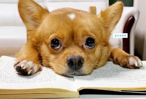 汪星人是什么意思？看完这篇文章你就明白了！