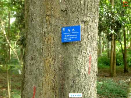 乌木有什么用?行内人来给你解答!