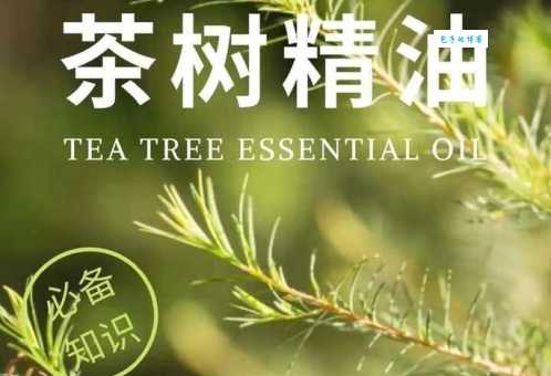 茶树精油怎么用效果好?这几个用法要知道!