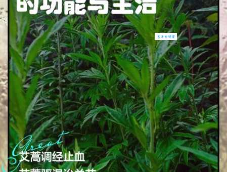 艾蒿是什么植物?有什么作用和功效?