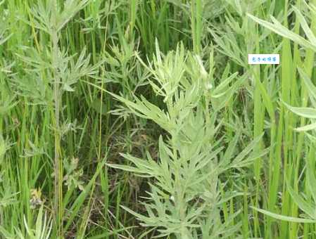 艾蒿是什么植物?有什么作用和功效?