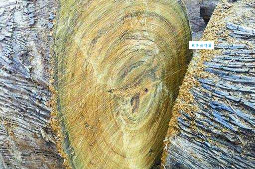 金丝楠木产地大揭秘!这些地方的木材千万别错过!