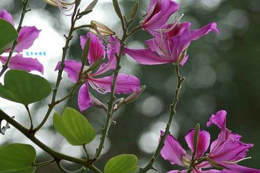 香港的市花是什么?这种花背后有什么故事?