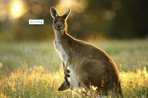 被称为袋鼠之国的国家是?来一场说走就走的旅行!