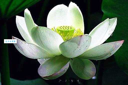 澳门的市花是什么？99%的人都不知道的答案揭秘！