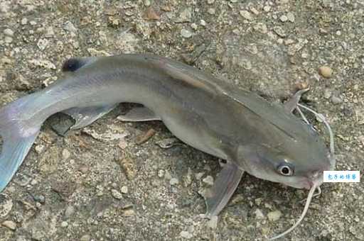 四个鱼念什么，你知道不？今天来给你科普一下！