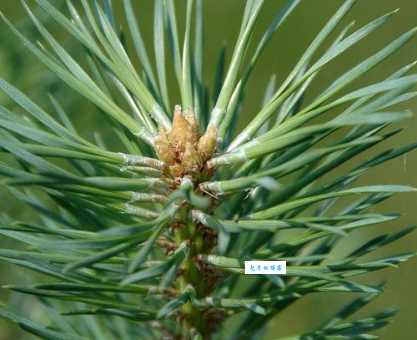 松树叶子像什么样子?一文读懂松树叶子的秘密!