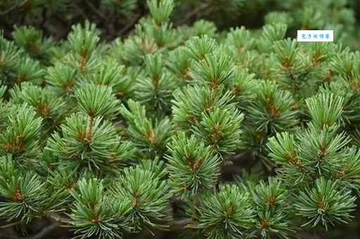 松树叶子像什么样子?一文读懂松树叶子的秘密!