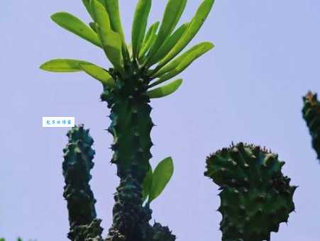 万年青有什么象征意义？这几种说法很常见！