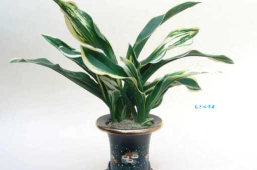 万年青有什么象征意义？这几种说法很常见！