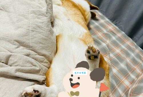 专家称投降式睡姿弊大于利，真的假的快来看！