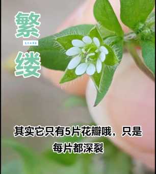 “繁花嫩叶”是什么意思?带你了解它的含义和用法