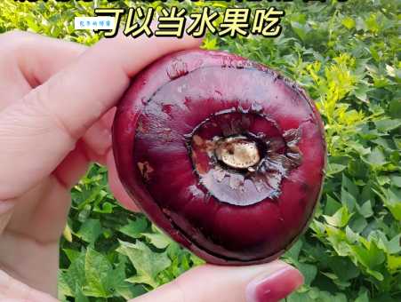 荸荠怎么读？bí qí发音详解及例句分享