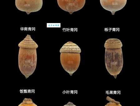 sorprendente! 橡子果竟有这么多用途！