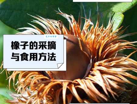 sorprendente! 橡子果竟有这么多用途！