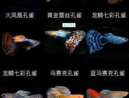 超详细热带鱼种类图鉴：教你轻松选购漂亮观赏鱼