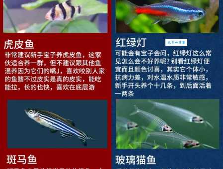 超详细热带鱼种类图鉴：教你轻松选购漂亮观赏鱼