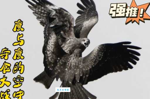 鹘鹰读音是什么？快速掌握hú yīng正确读法