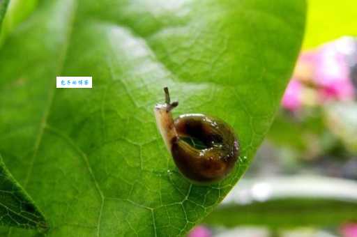 蛞蝓怎么读？kuò yú发音及鼻涕虫小知识