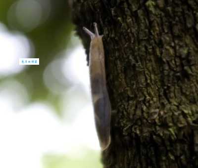 蛞蝓怎么读？kuò yú发音及鼻涕虫小知识