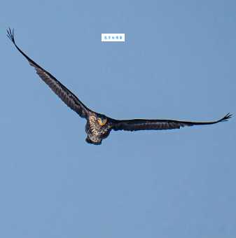 鸬鹚怎么读？lú cí发音及详细解释都在这里