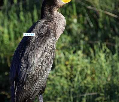 鸬鹚怎么读？lú cí发音及详细解释都在这里