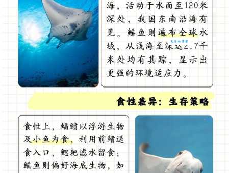 轻松学会读“蝠鲼” fù fèn?还是fú fèn?权威解答