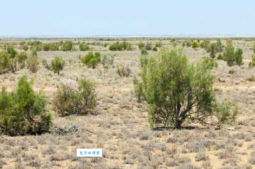 如何正确读出梭梭树？掌握读音小技巧