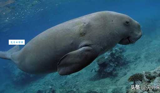 儒艮怎么读?rú gèn发音及美人鱼传说