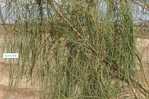 傻傻分不清?梭梭树的读音是suo还是jun?