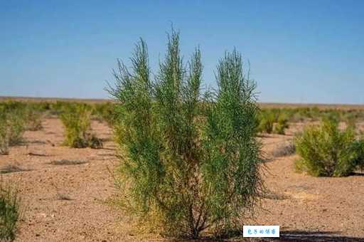 傻傻分不清?梭梭树的读音是suo还是jun?