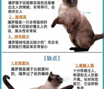 暹字怎么读？暹字的读音、释义及文化内涵