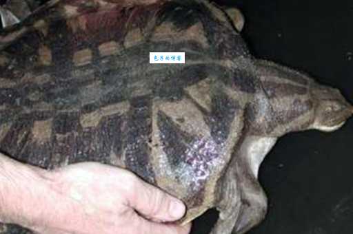 鼋的读音和意思是什么？一看就懂的讲解