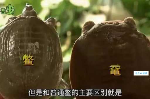 鼋的读音和意思是什么？一看就懂的讲解