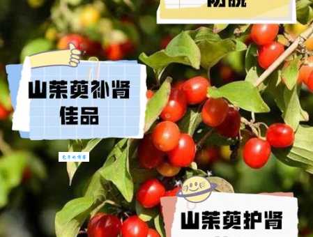 茱萸怎么读？zhū yú发音详解及茱萸种类区分