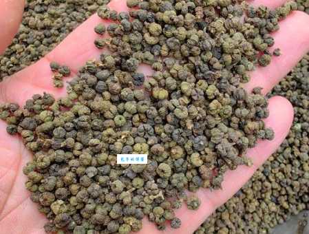 茱萸怎么读?zhū yú发音详解及茱萸种类区分