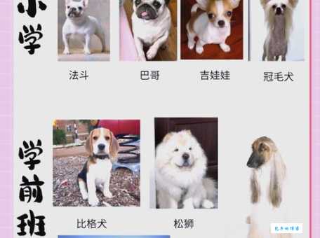 “汪星人”到底指什么?宠物狗的可爱称呼