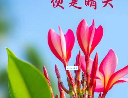 揭秘你若安好便是晴天经典语录的来源和含义,值得一看!