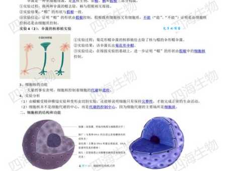 细胞工厂核糖体：详细解读其组成成分及作用机制