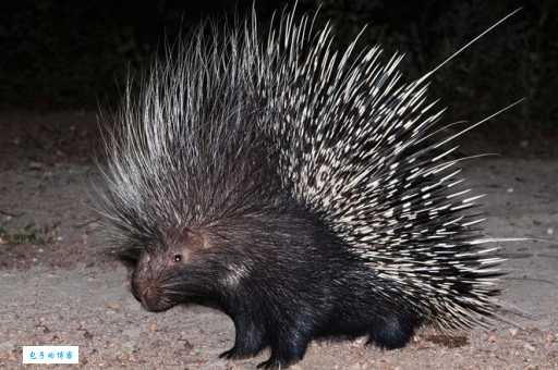 豪猪和哪种动物是近亲？答案让你大吃一惊！