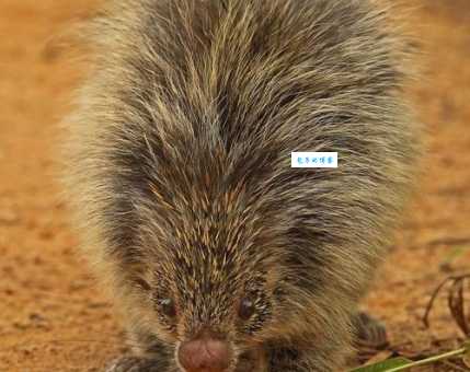 豪猪和哪种动物是近亲？答案让你大吃一惊！