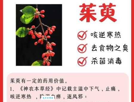 王维诗句“遍插茱萸少一人”，“遍”字的含义是什么？