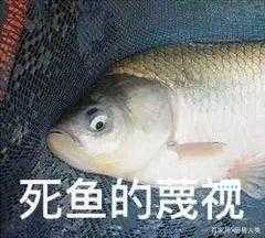 “仰泳鲈鱼”是什么梗？这种鱼还能吃吗？