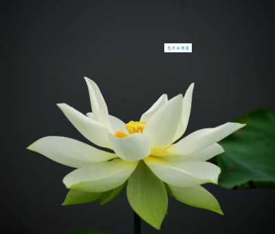 白莲花什么意思形容人？网络流行语揭秘白莲花的真正含义