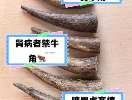 黑牛白角是什么意思及用法？看这里就明白了